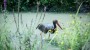 Cigogne noire